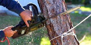 Best Tree and Shrub Care  in Port Dickinson, NY