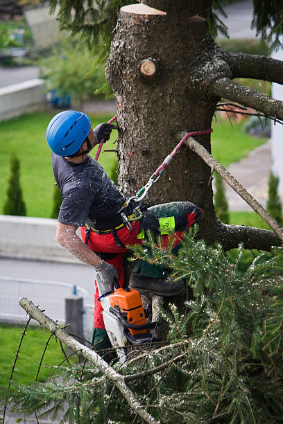 Best Arborist Consultation Services  in Port Dickinson, NY