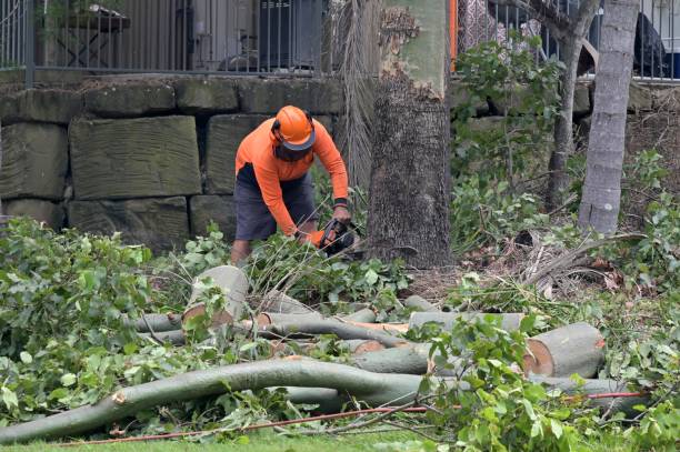 Best Tree Removal  in Port Dickinson, NY