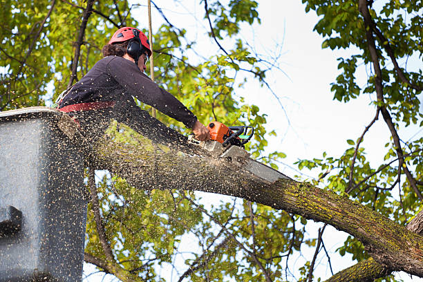 Best Weed Control  in Port Dickinson, NY